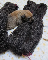 CHIOT
